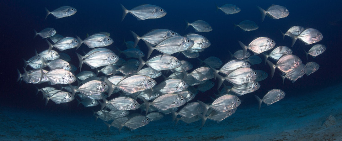school of fishes