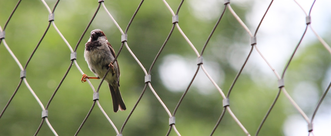 a bird sitting on a chain fence