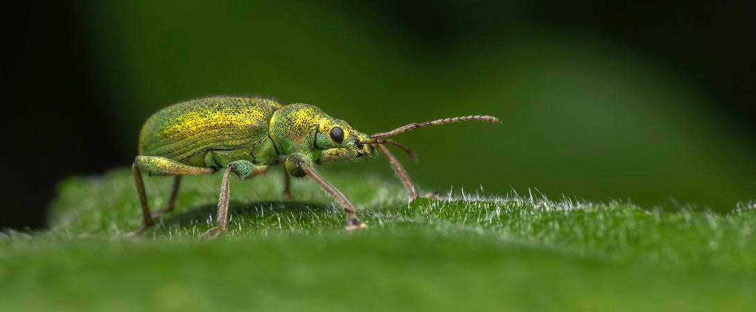 small green bug on a small green leaf