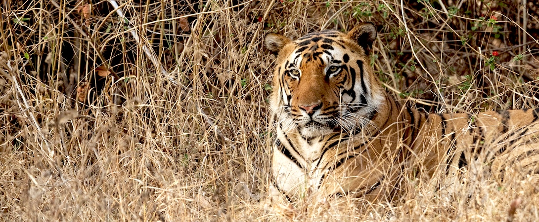 tiger in the bush
