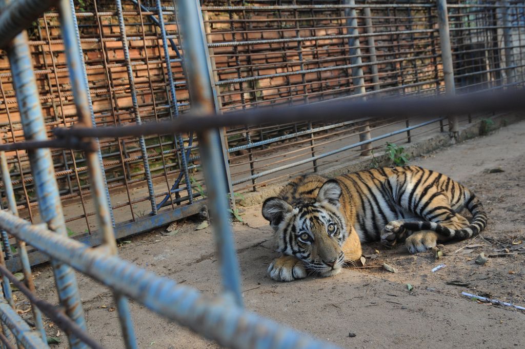 tiger laying on dirt floor inside a metal enclosure
