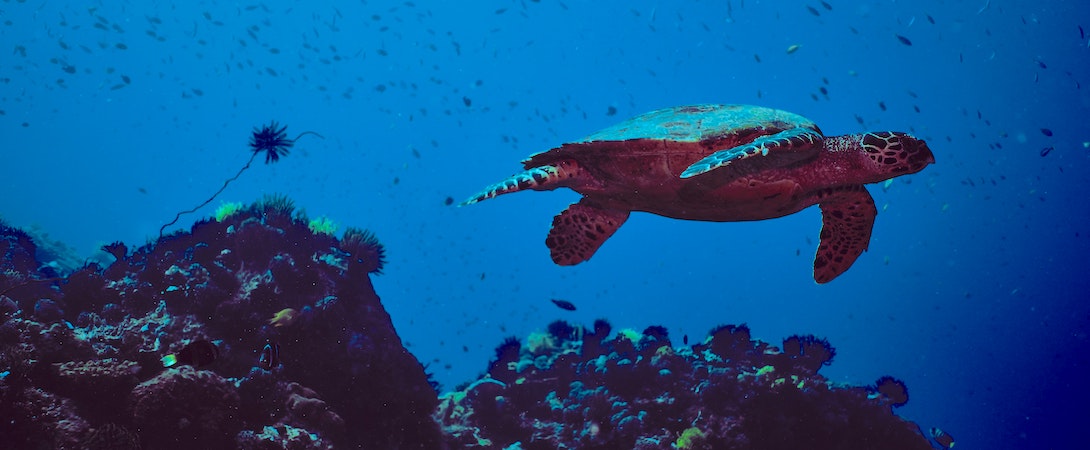 turtle in the ocean