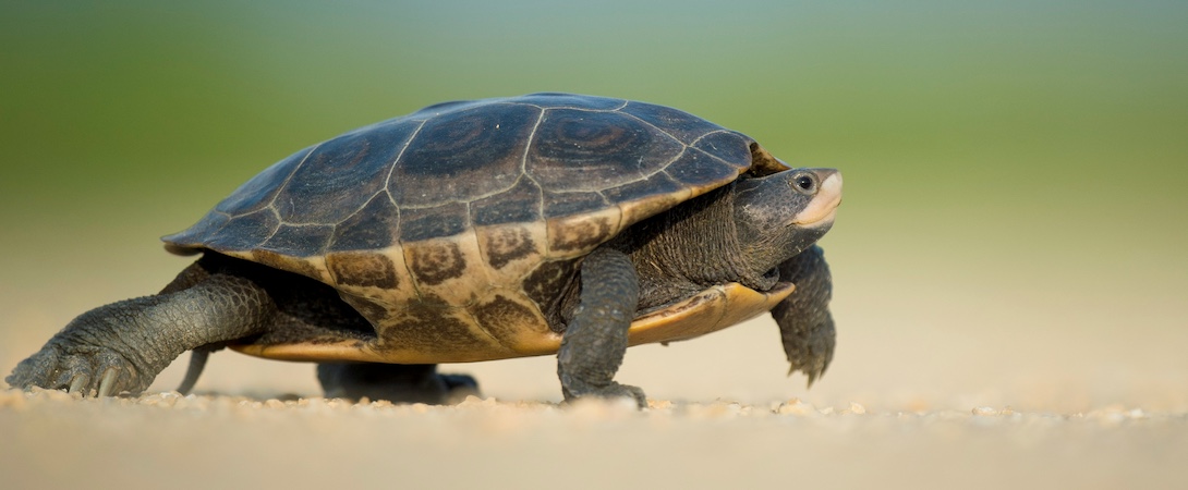 turtle on sand