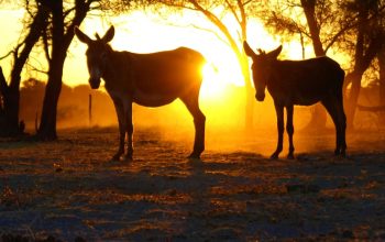 two donkeys silhouetted against setting sun Africa