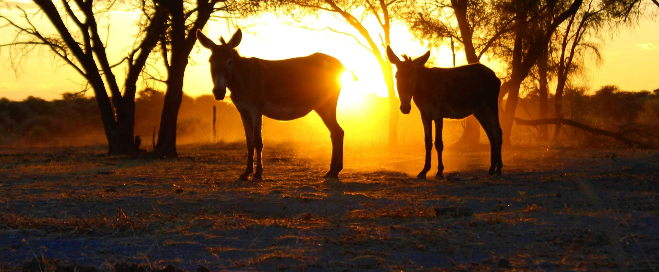 two donkeys silhouetted against setting sun Africa
