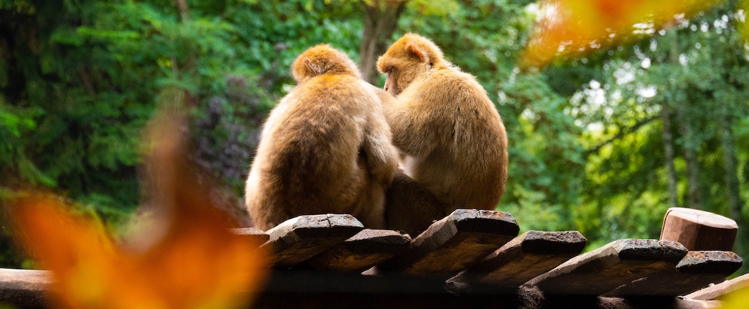 two-monkeys-in-enclosure
