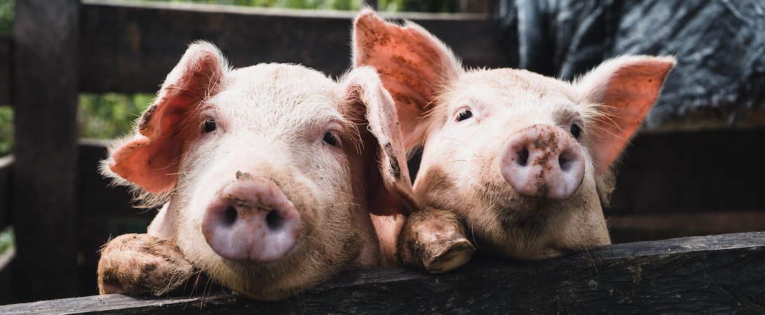 two-pigs-cute-ears