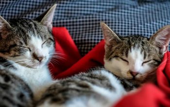 two white-and-tabby cats sleeping side by side