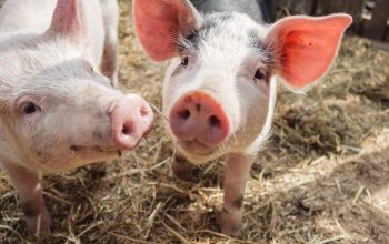 two young pigs in outdoor pen staring at camera