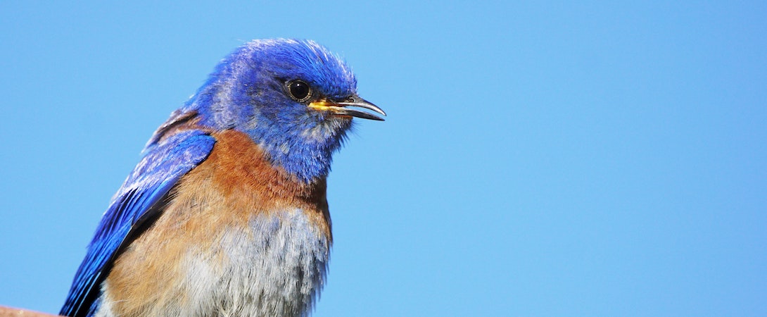western bluebird