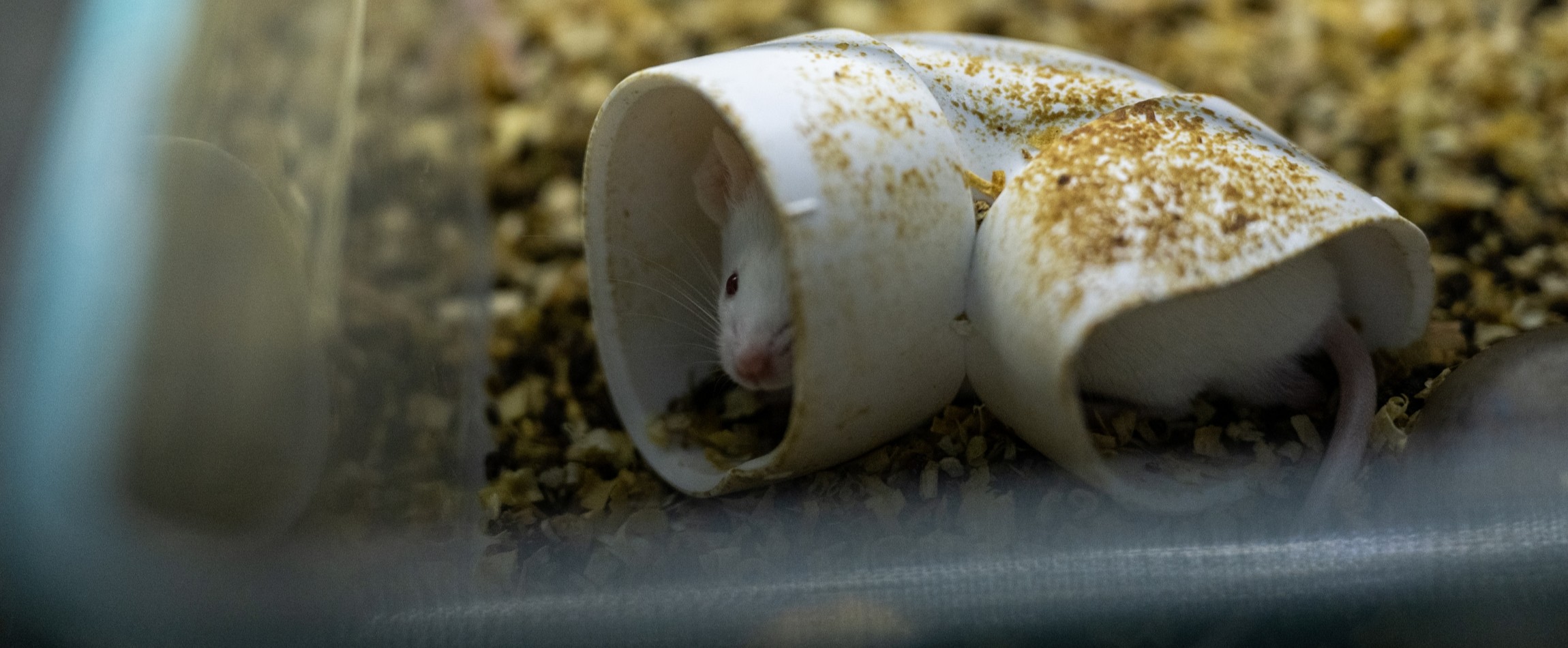 white mouse peeking out from tunnel laboratory cage