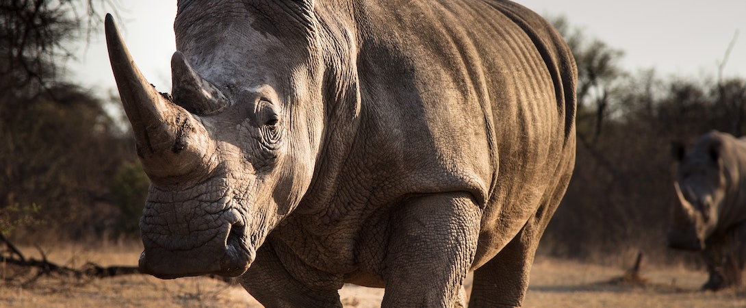 white rhinos veld