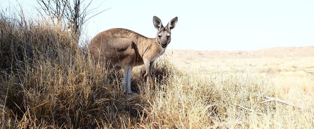 a kangaroo in a desert