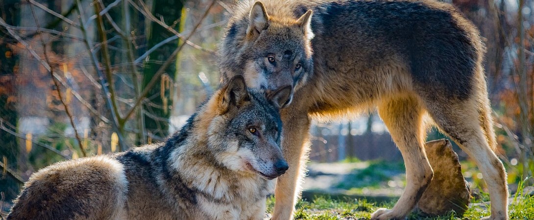 two wolves