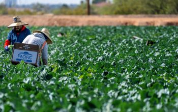 workers in field harvesting broccoli Arizona United States