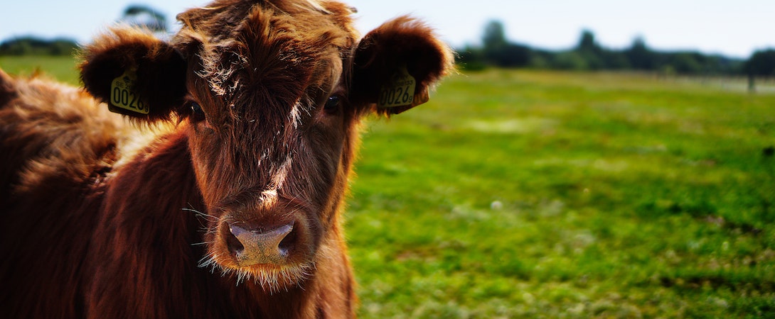 young cow in field