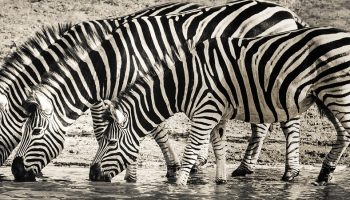 three zebras drinking water in a river
