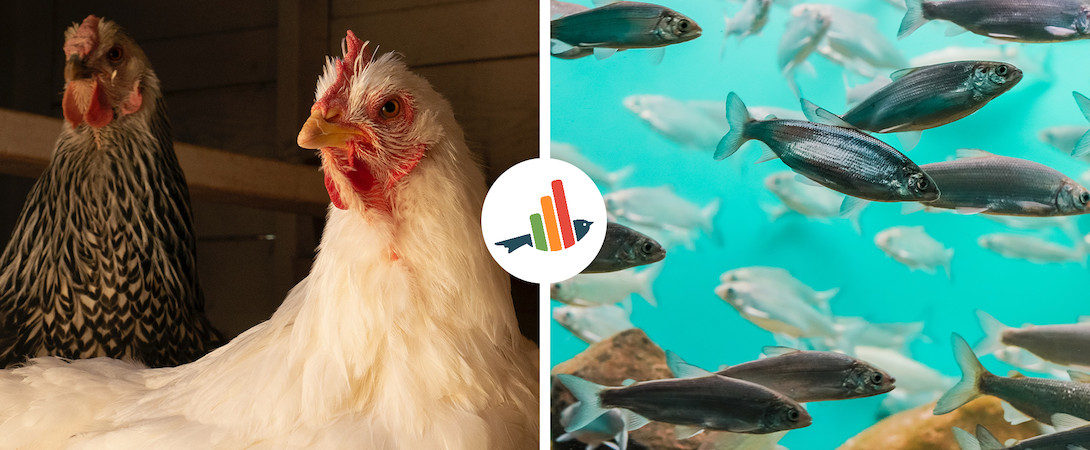 chickens and fishes